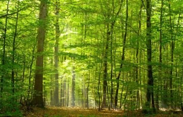 Bestattungswald im Sonnenlicht